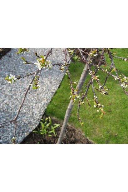 Слива приземиста Депресса на штамбі цвітіння